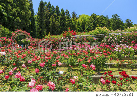 霊山寺 新緑 さつき バラフェスタ 霊山寺 新緑 さつき バラフェスタ 40725531