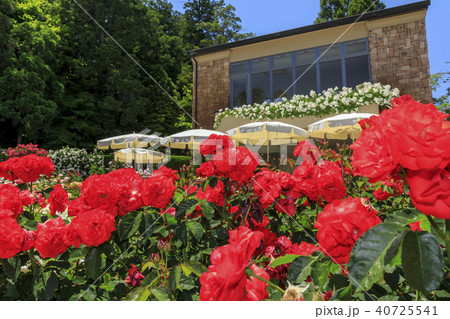 霊山寺 新緑 さつき バラフェスタ 霊山寺 新緑 さつき バラフェスタ 40725541