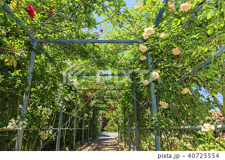 霊山寺 新緑 さつき バラフェスタ 霊山寺 新緑 さつき バラフェスタ 40725554