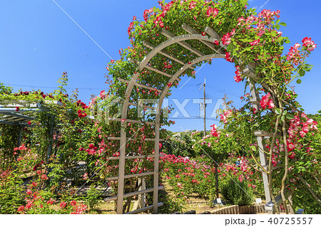 霊山寺　新緑　さつき　バラフェスタ 40725557