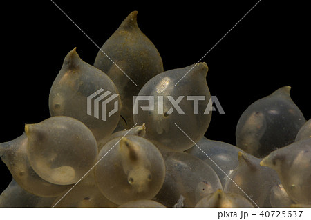 Eggs of cuttle fish in salt water 40725637
