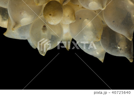Eggs of cuttle fish in salt water 40725640