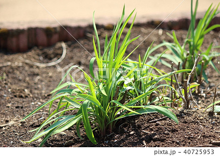 ミシマサイコ 40725953