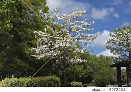 開花した公園のハナミズキ 40726014