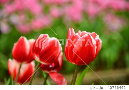 チューリップ ﾁｭｰﾘｯﾌﾟ 花 40726442