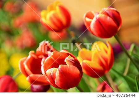 チューリップ ﾁｭｰﾘｯﾌﾟ 花 40726444