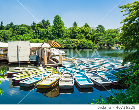 東京 井の頭公園 東京 井の頭公園 40726529