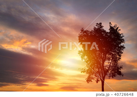 Silhouettes of tree on sunset background 40726648