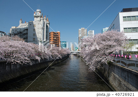 目黒の桜 目黒川の太鼓橋から目黒新橋 東京都 の写真素材