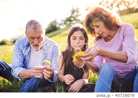Senior couple with grandaughter outside in spring nature, making dandelion wreath. Senior couple with grandaughter outside in spring nature, making dandelion wreath. 40728079