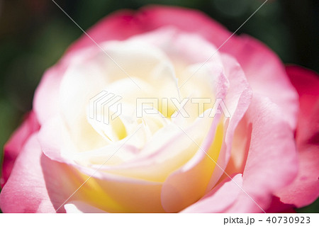 ピース　バラの花 40730923