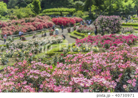 バラの花畑 40730971