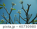 新芽 40730980