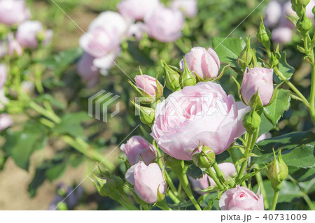 バラの花 バラの花 40731009