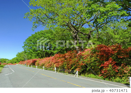 ツツジ咲くヤセオネ峠 40731471