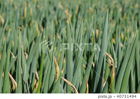 千葉 千葉 40731494