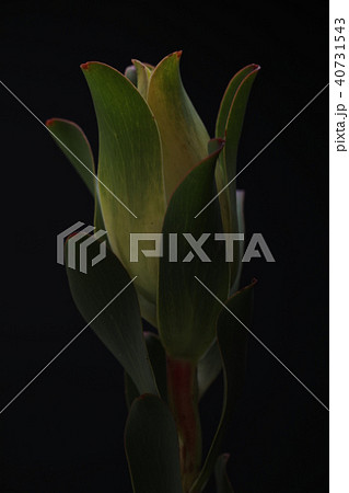 Plant with huge leaves on black background Plant with huge leaves on black background 40731543