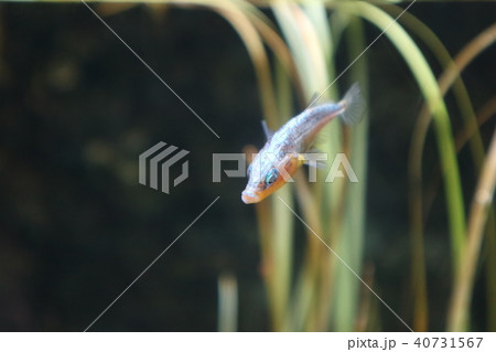 魚 魚 40731567