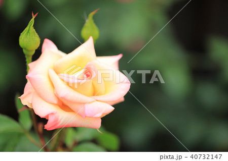淡いピーチ色の薔薇の花 淡いピーチ色の薔薇の花 40732147