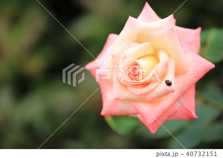 淡いピーチ色の薔薇の花にテントウムシ 淡いピーチ色の薔薇の花にテントウムシ 40732151