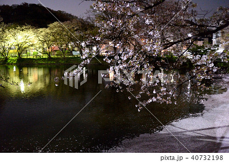 大船 谷戸池 夜桜 大船 谷戸池 夜桜 40732198