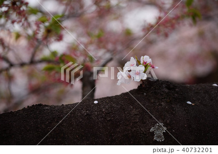 芽吹く桜 40732201