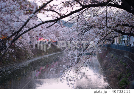 大岡川プロムナード 桜並木 40732213