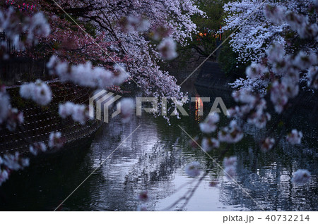 大岡川プロムナード 桜並木 40732214