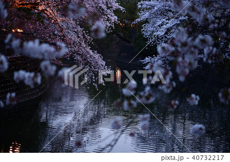 大岡川プロムナード 桜並木 大岡川プロムナード 桜並木 40732217