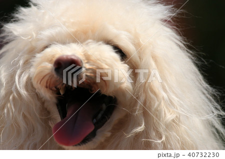 わん! わん! 40732230