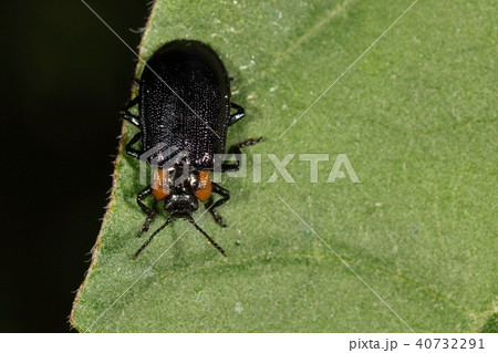 生き物　昆虫　クルミハムシ、似た種との識別点の一つは「前胸背板が前方に広がる」ことだそうです 40732291
