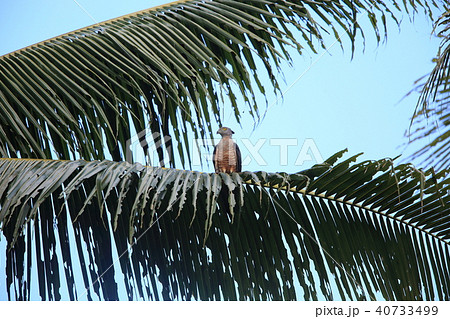 カンムリカッコウハヤブサ 40733499