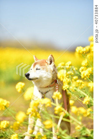 柴犬と菜の花 柴犬と菜の花 40733884