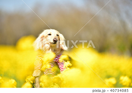 ダックスと菜の花 40734085