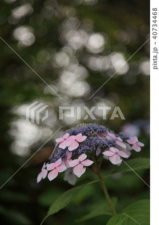 夕刻の紫陽花 40734468
