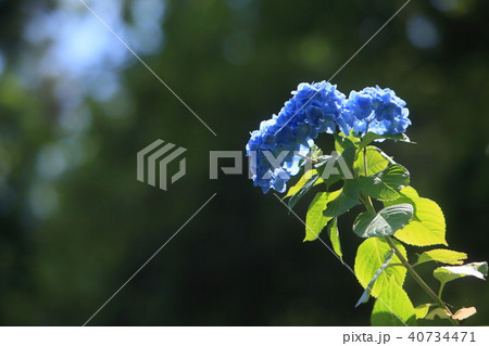 雨乞い中の紫陽花 40734471