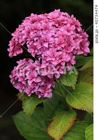 美しく咲いた紫陽花 美しく咲いた紫陽花 40734474