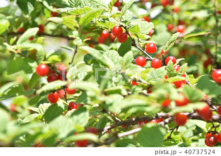 ユスラウメ（梅桃） 40737524