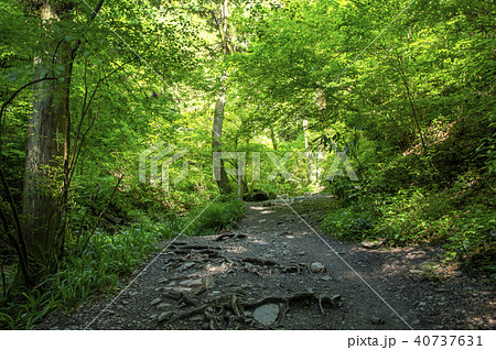 新緑の高尾山　六号路びわ滝コース 40737631