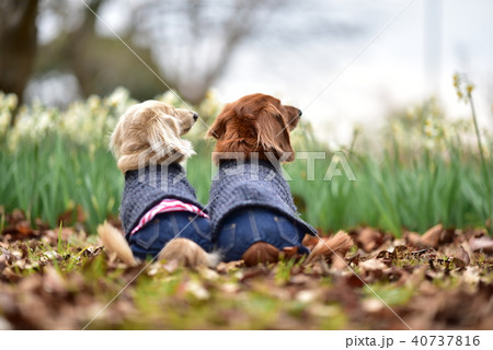 ダックスと水仙 40737816