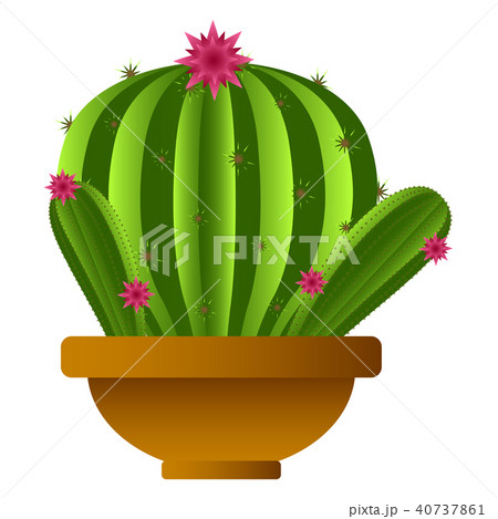 Isolated cute cactus 40737861