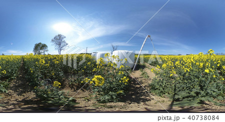 満開の菜の花 北海道 安平(360°VR素材) 満開の菜の花 北海道 安平(360°VR素材) 40738084