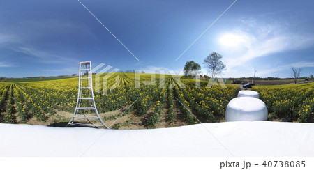満開の菜の花 北海道 安平(360°VR素材) 満開の菜の花 北海道 安平(360°VR素材) 40738085