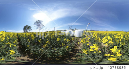 満開の菜の花 北海道 安平(360°VR素材) 満開の菜の花 北海道 安平(360°VR素材) 40738086