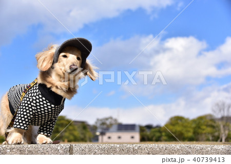 ダックスとお散歩 ダックスとお散歩 40739413
