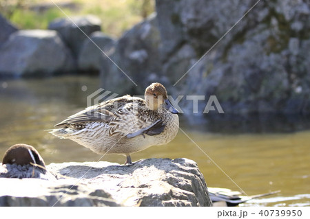 毛づくろいをするオナガガモ（メス） 40739950