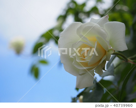 白薔薇 アイスバーグ 四季咲き 白薔薇 アイスバーグ 四季咲き 40739960