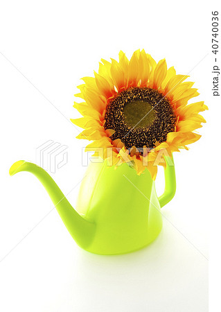 夏～向日葵～ 40740036