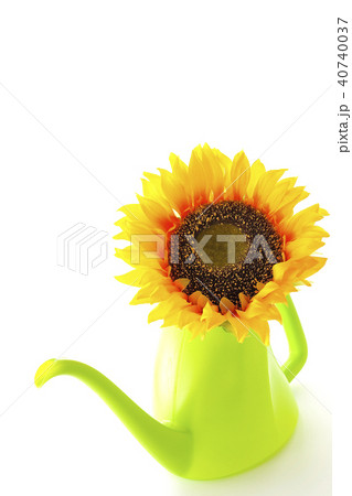 夏～向日葵～ 40740037
