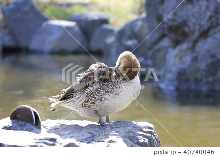 毛づくろいをするオナガガモ（メス） 40740046